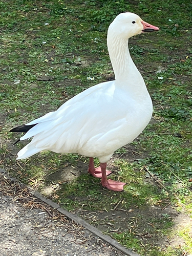 Ánsar nival (Anser caerulescens)