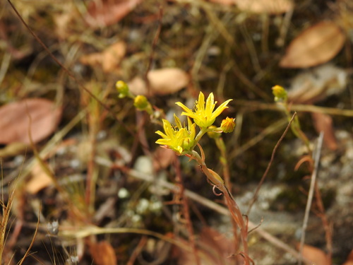 Petrosedum amplexicaule, photograph 4