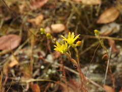 Petrosedum amplexicaule, photograph (c) Duarte Frade, some rights reserved (CC BY)