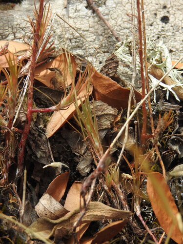 Petrosedum amplexicaule, photograph 5