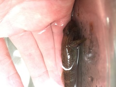 Rhinogobius formosanus