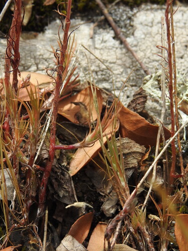 Petrosedum amplexicaule, photograph 6