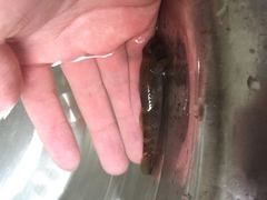 Rhinogobius formosanus