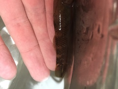 Rhinogobius formosanus