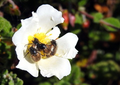 Chasmatopterus