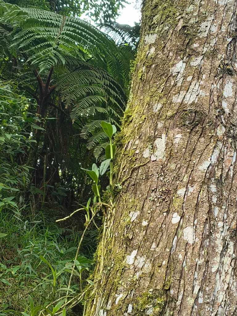 Epidendrum angustilobum Fawc. & Rendle 2