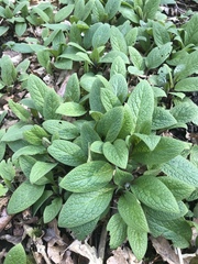 Symphytum tuberosum