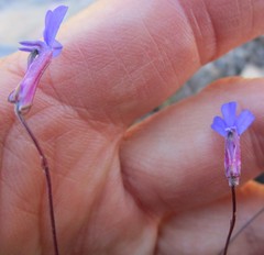 Lobelia tomentosa
