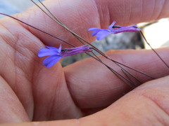 Lobelia tomentosa