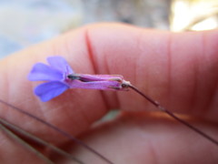 Lobelia tomentosa