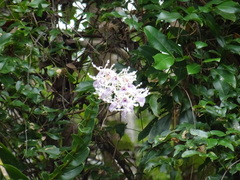 Dendrobium nindii