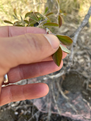 Amelanchier humilis, photograph 5