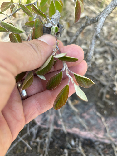 Amelanchier humilis, photograph 6