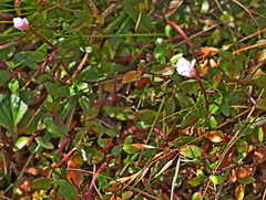 Epilobium macropus