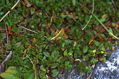 Epilobium macropus