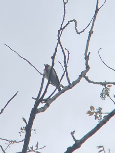 Rose-breasted Grosbeak