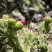 Eve's Needle Cactus - Photo (c) Martin Lowry, some rights reserved (CC BY-NC), uploaded by Martin Lowry
