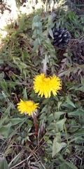 Taraxacum officinale