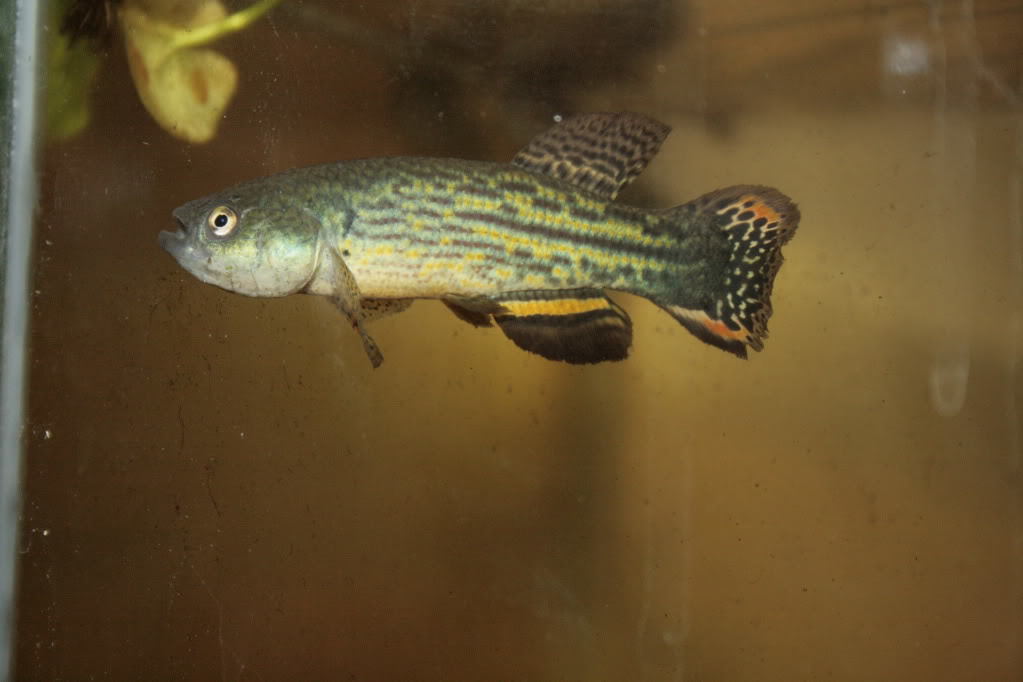 Neofundulus paraguayensis