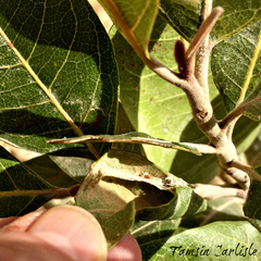 Coeliades anchises