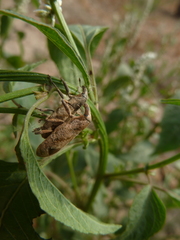 Curculionoidea