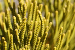 Veronica lycopodioides