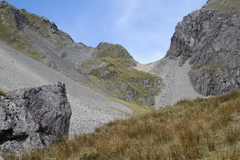 Veronica lycopodioides