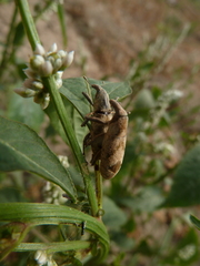 Curculionoidea