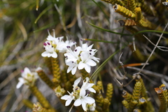 Veronica lycopodioides