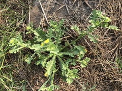 Grangea maderaspatana