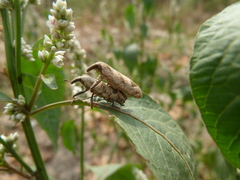 Curculionoidea