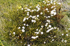 Veronica lycopodioides