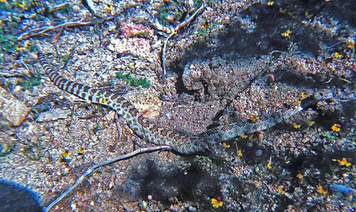 iNaturalist observation photo of Northern Pacific Rattlesnake