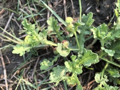 Grangea maderaspatana