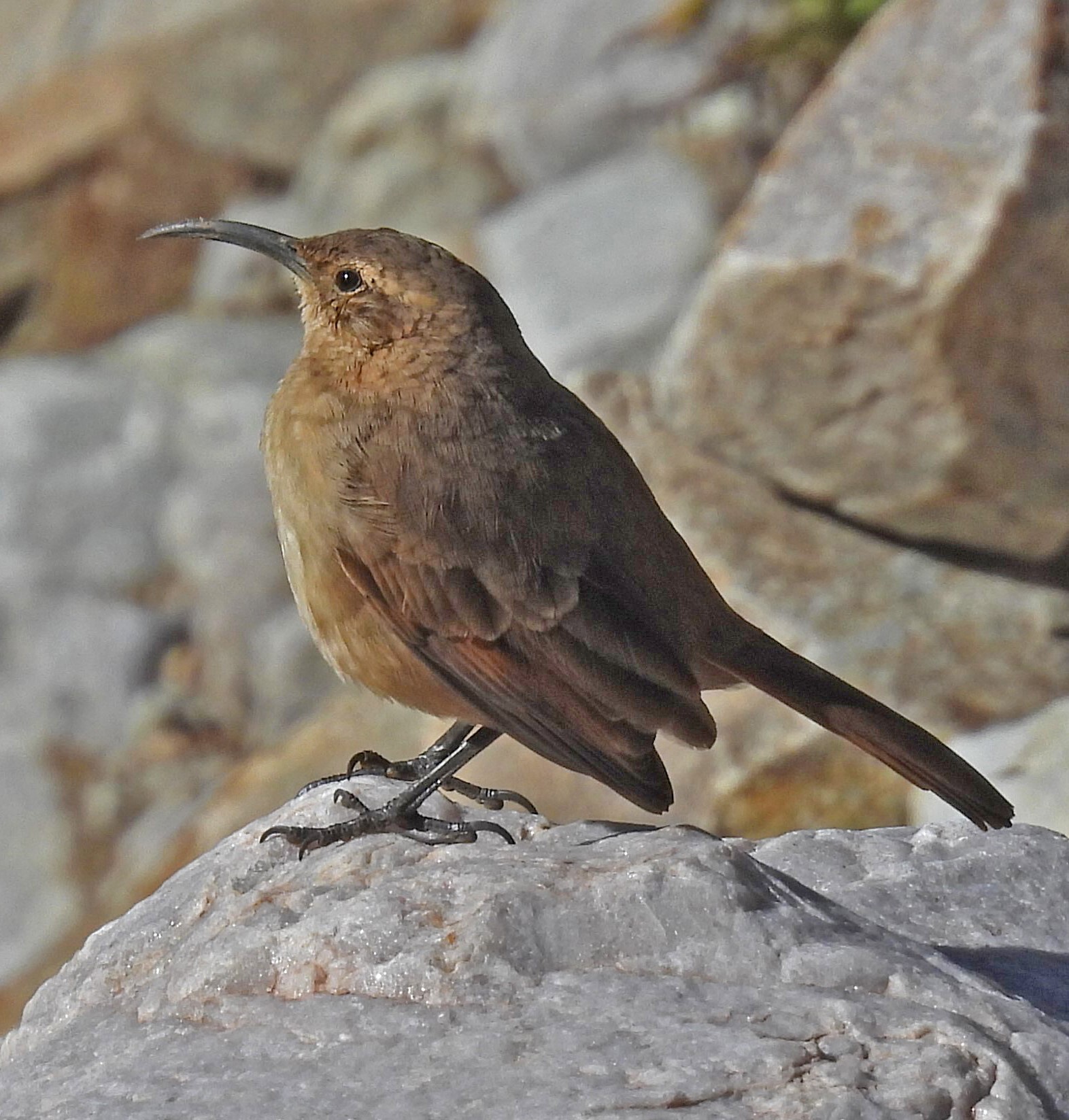 Buff-breasted Earthcreeper (Upucerthia validirostris), photo 1