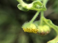 Grangea maderaspatana