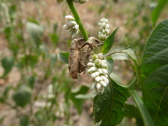 Curculionoidea