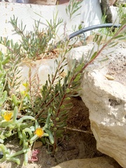 Leucadendron cinereum