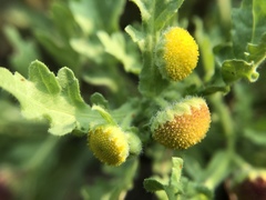 Grangea maderaspatana