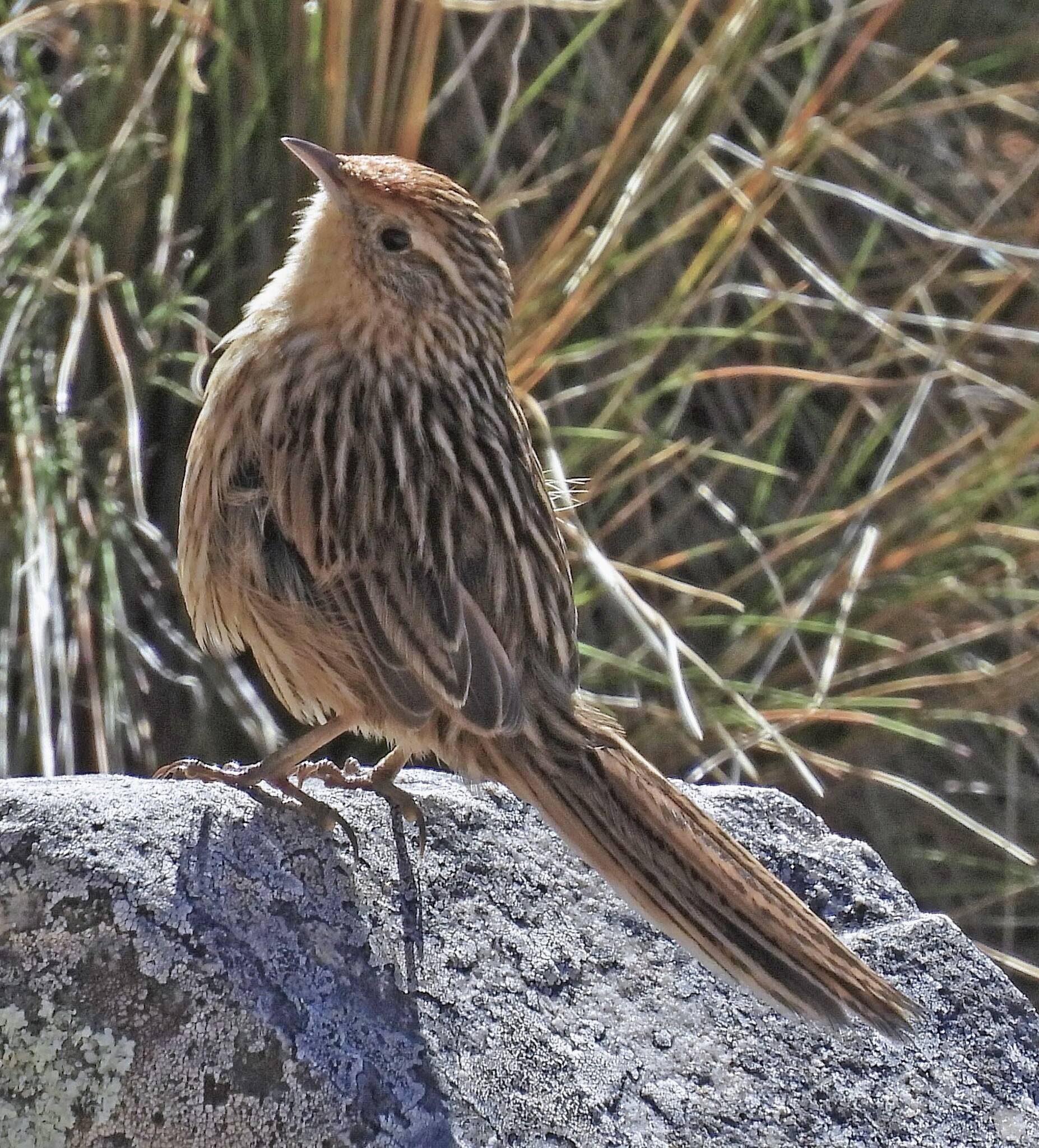 Scribble-tailed Canastero (Asthenes maculicauda), photo 2
