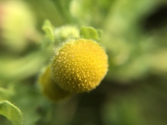 Grangea maderaspatana