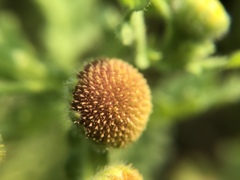 Grangea maderaspatana