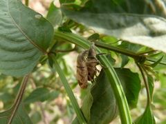 Curculionoidea