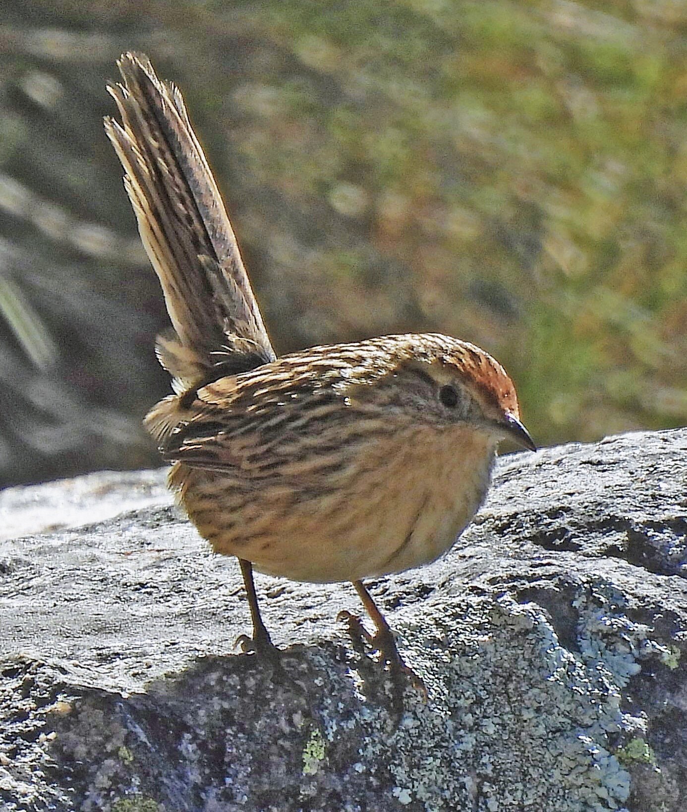 Scribble-tailed Canastero (Asthenes maculicauda), photo 5