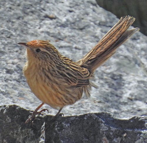 Scribble-tailed Canastero (Asthenes maculicauda)