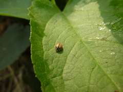 Coccinellidae