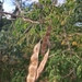 Acacia flava