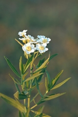 Achillea salicifolia