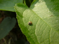 Coccinellidae