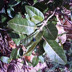Chrysomya marginalis